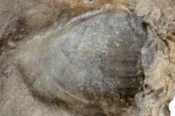 Найдено самое большое вымершее животное