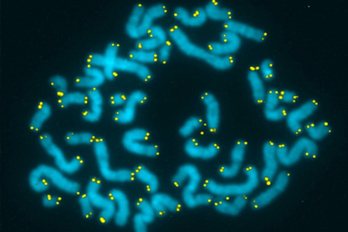 Найден способ восстановить печень и продлить жизнь