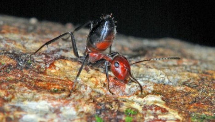 Обнаружен новый вид взрывающихся при опасности муравьёв