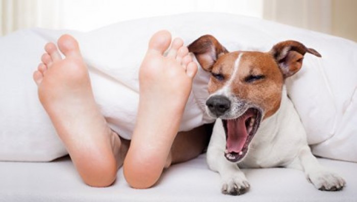 Почему "совы" рискуют умереть раньше "жаворонков"