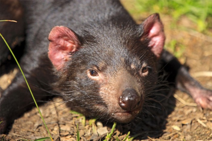 Раскрыты причины распространения заразного рака