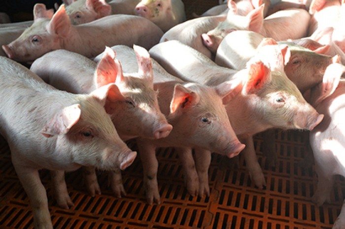 Россия нашла новую цель в торговой войне с Белоруссией