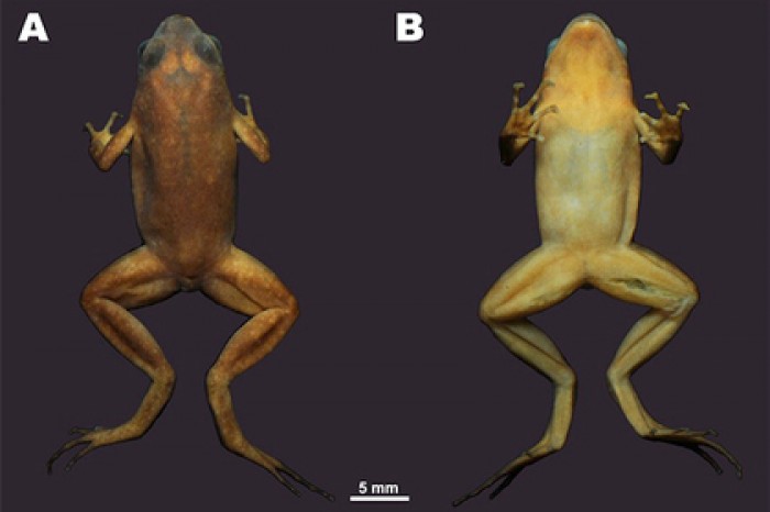 Ученые МГУ нашли в пещерах Таиланда неизвестную лягушку