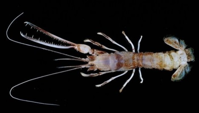 В Индонезии нашли десятки необычных существ