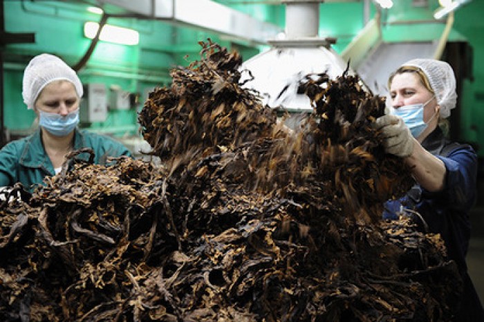 Выявлена новая опасность курения