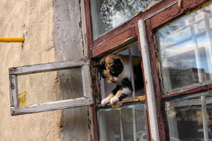 Кот сдал хозяина-должника судебным приставам