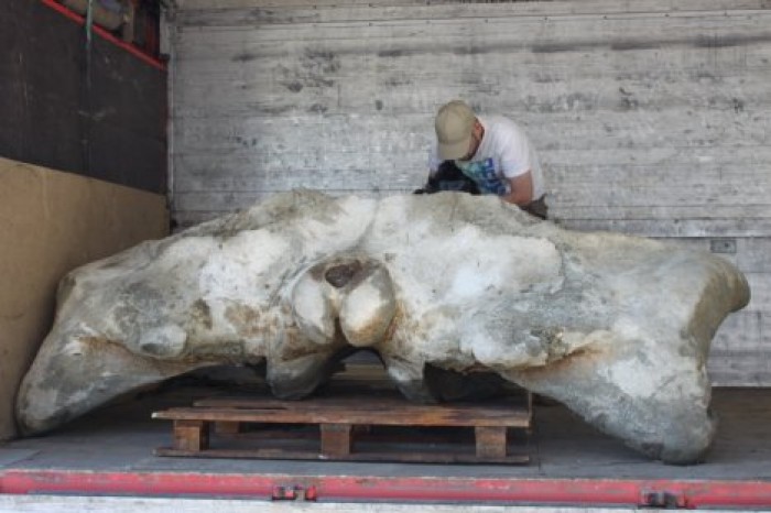 Кто обитает на дне Балтийского моря: рыбаки выловили кость весом в 1,5 тонны