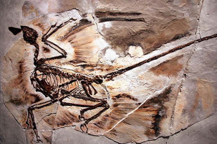 Обнаружена древнейшая перхоть