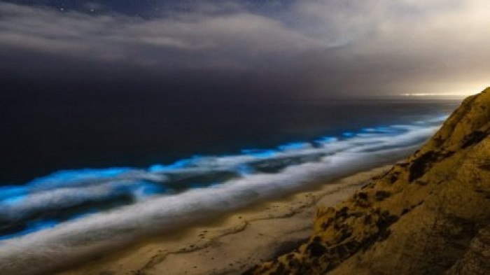 У берегов Калифорнии появились светящиеся волны