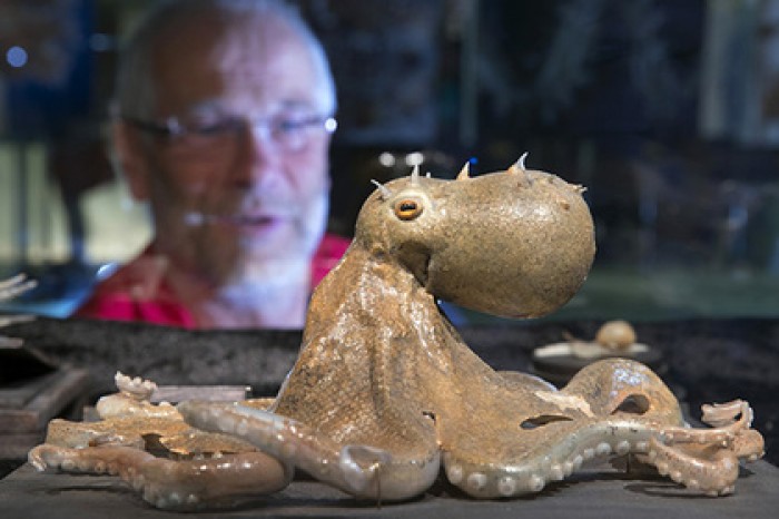 Ученые посчитали осьминогов инопланетянами