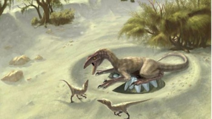 Ученые выяснили, почему пернатые динозавры не раздавливали свои яйца