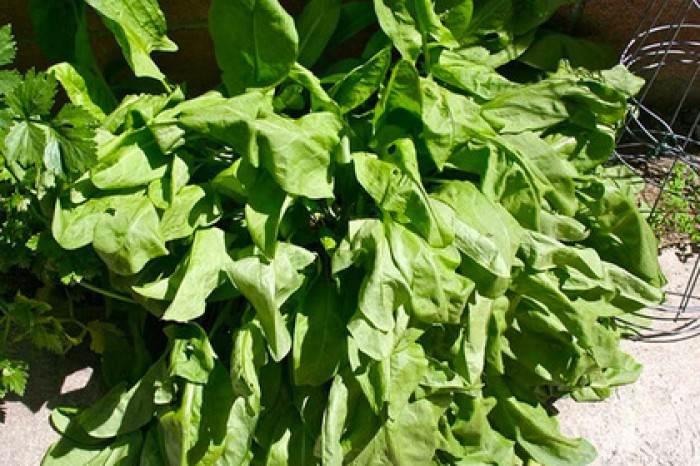 В МГУ создали быстро определяющий содержание вредных ионов в пище материал