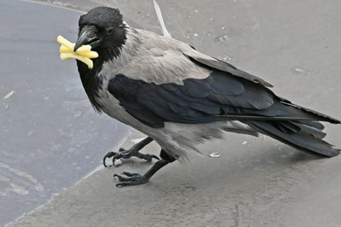 В России пригрозили санкциями американскому фастфуду