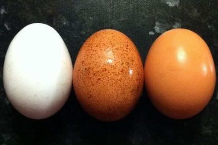 Ежедневное употребление яиц полезно для здоровья