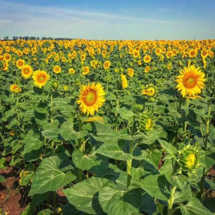 Непогода нарушила планы фермеров на урожах подсолнуха