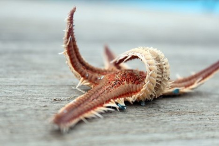 Обнаружена морская звезда, которая умеет ходить