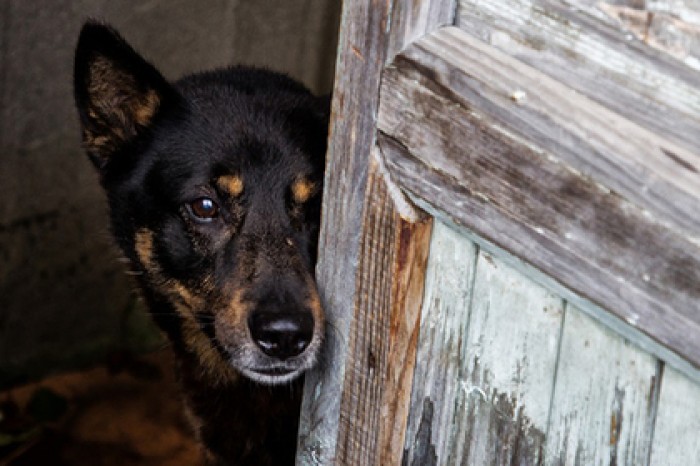 Собаки оказались угрозой для человечества
