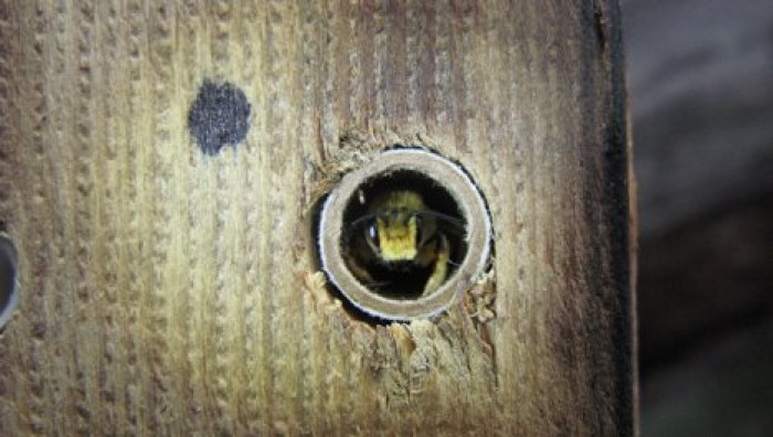 Ученые раскрыли главную причину вымирания пчел