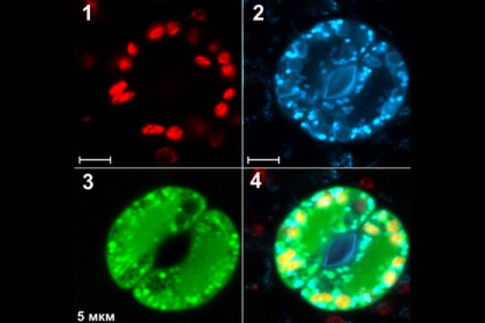 В МГУ замедлили старение растений