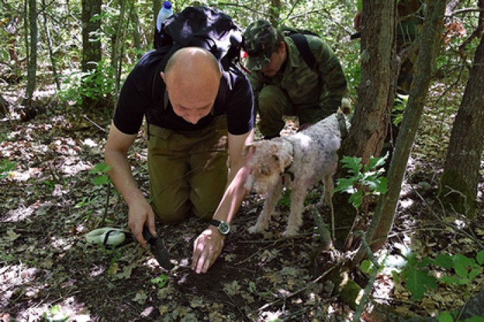 Вслед за валежником россиянам позволят свободно собирать ягоды и грибы