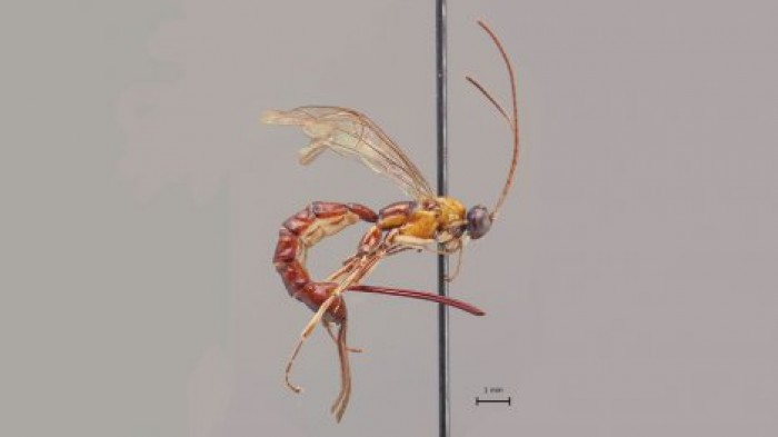 Финские ученые обнаружили неизвестное ранее насекомое