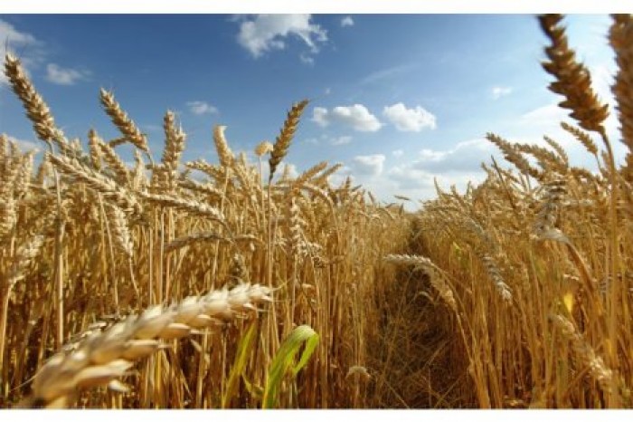 Международная компания намерена купить молдавскую сельхозпродукцию на сумму 240 млн долларов