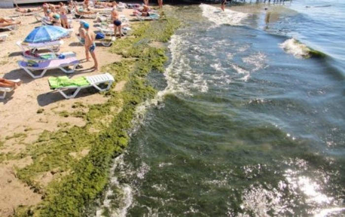 На одесских пляжах гниют водоросли недельной давности