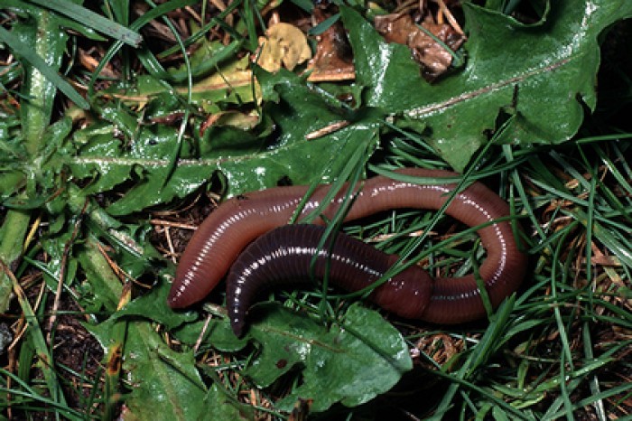 Найден неожиданный виновник глобальной катастрофы