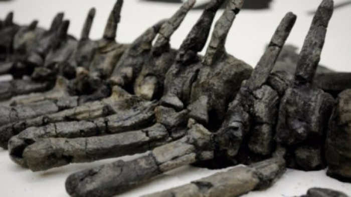 Найдены кости динозавра с самыми большими стопами