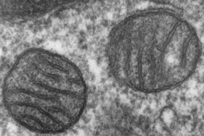 Обнаружен новый механизм эволюции