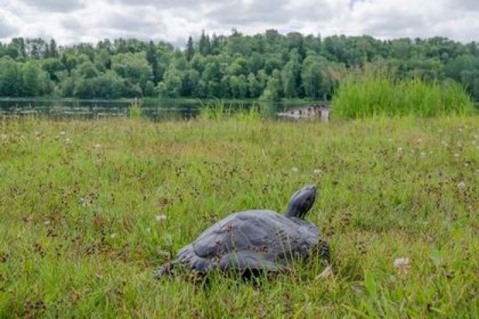 Сбежавшая черепаха вернулась к эстонцу спустя три года