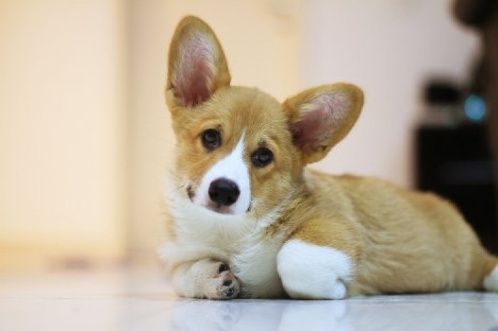 Сибирские ученые вживили собаке имплантат-"призрак"