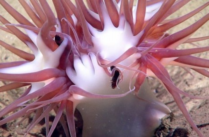 У берегов США нашли "глубоководные пельмени" и рыбу-гермафродита