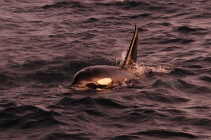 Ученые нашли необычный гибрид двух видов дельфинов