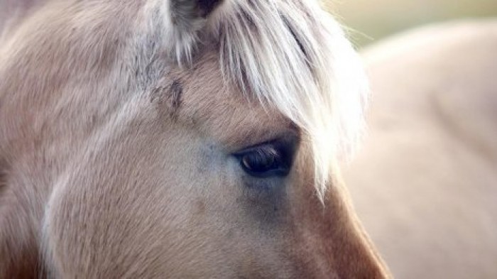 Ученые назвали причину фырканья лошадей