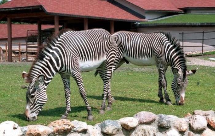 Ученые опровергли теорию о том, зачем черно-белые полоски зебрам