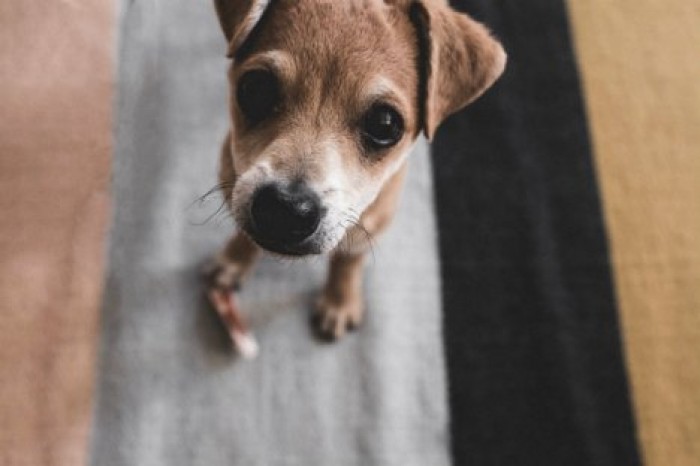 Ученые: собаки не умеют прощать