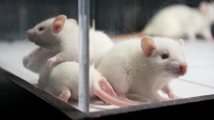 Учёные нашли способ проверять токсичность ядов не на животных