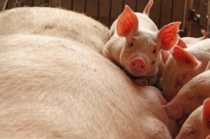Армения запретила свинину из России из-за африканской чумы