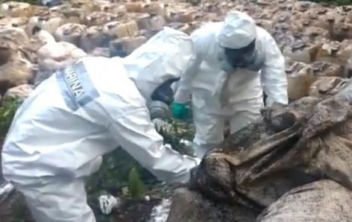 Бойцы морской пехоты Мексики обнаружили около 50 тонн наркотиков
