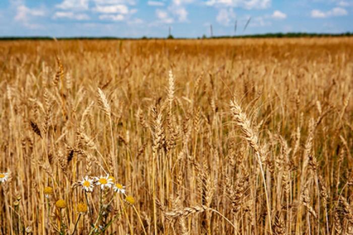 Названа неожиданная причина скорого массового голода