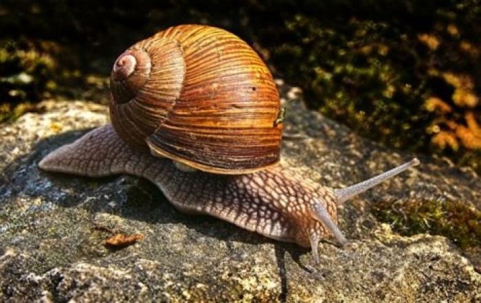 Ученые: лень помогала выживать в процессе эволюции