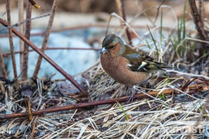 Ученые: птицы стареют быстрее из-за дорожного шума