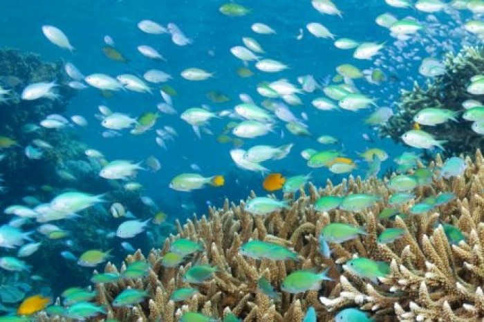 Ученые записали на видео танец кораллов