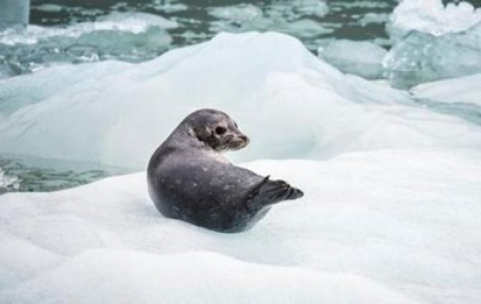 В Арктике тает самый старый ледник