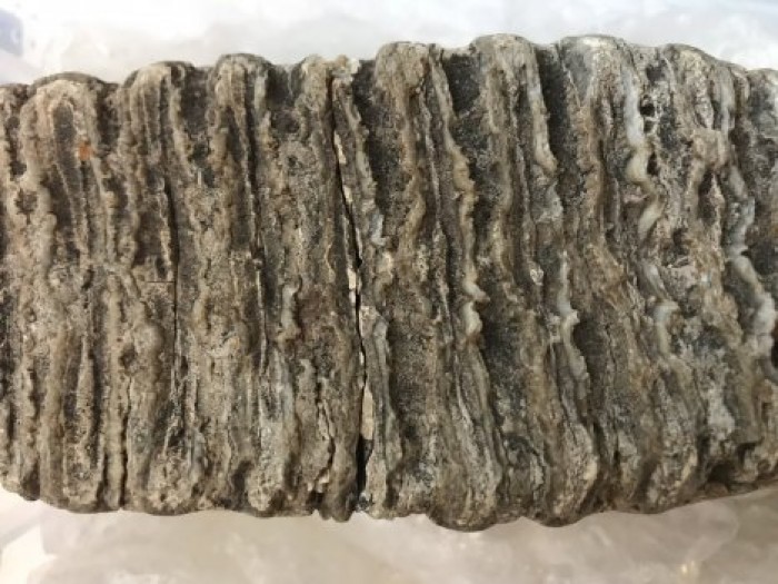 В Германии в Рейне нашли зуб мамонта