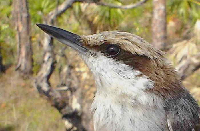 Вымершая певчая птица вновь замечена на Багамах