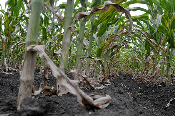 Предсказан климатический апокалипсис в России