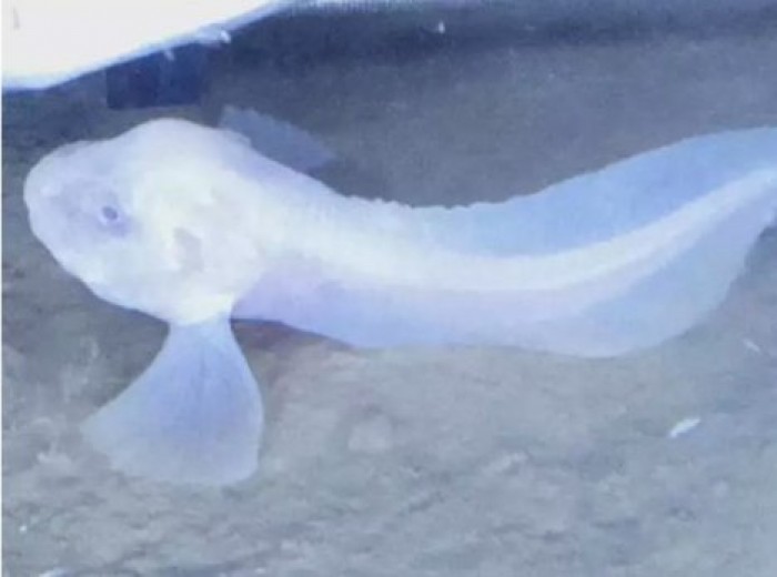 Три новых вида рыб найдены в Тихом океане