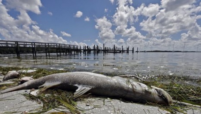 У берегов Флориды токсичная водоросль убивает рыбу и морских животных